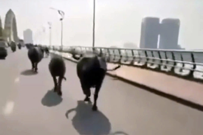 Đàn trâu chạy qua Cầu Rồng. Ảnh: Cắt từ clip