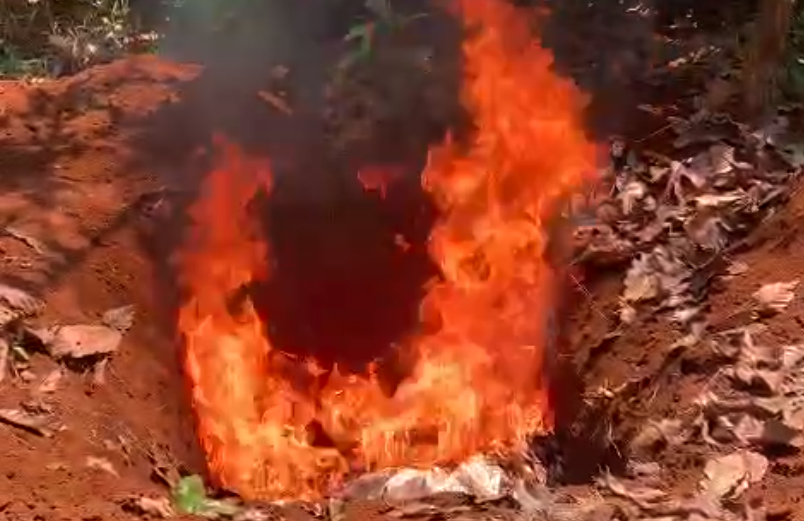 Chó dại cắn 6 người, Đăk Lăk cách ly hơn 200 vật nuôi