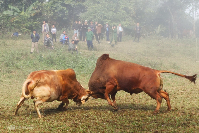 Hội chọi bò trên núi do gia đình ông Hùa tổ chức trong dịp lễ làm vía báo hiếu. Ảnh: Đức Hùng