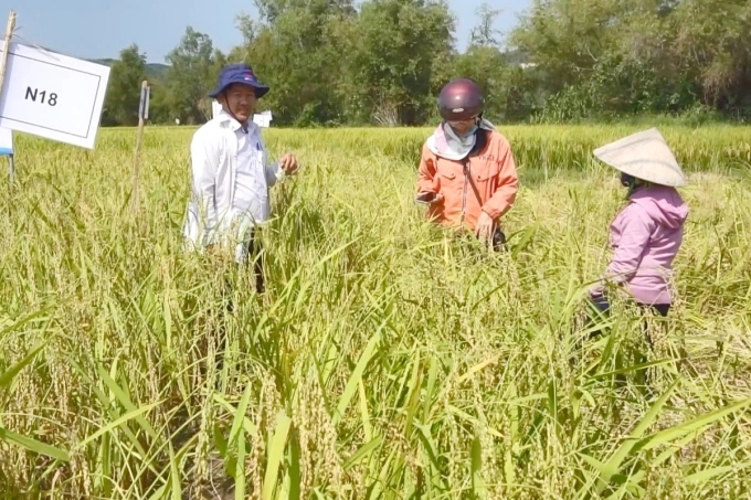 Tiến sĩ Nguyễn Thanh Liêm cùng người nông dân trồng nếp trên các ruộng tham gia mô hình nghiên cứu. Ảnh: Nhân vật cung cấp