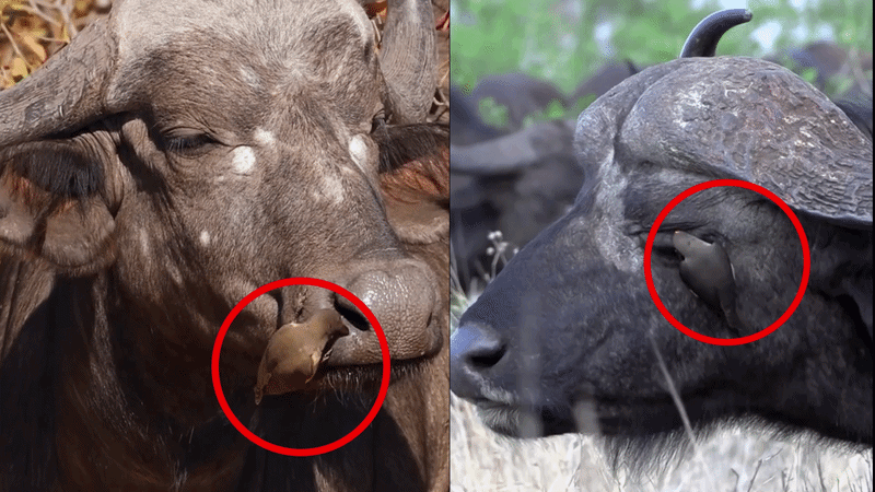 Chim Oxpecker - 'bác sĩ' của động vật ở châu Phi