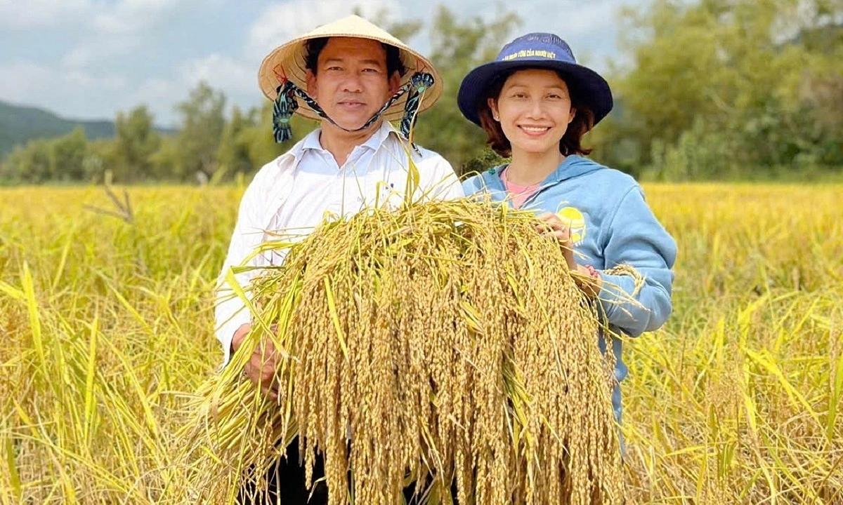 Tiến sĩ phục tráng thành công giống nếp tiến vua