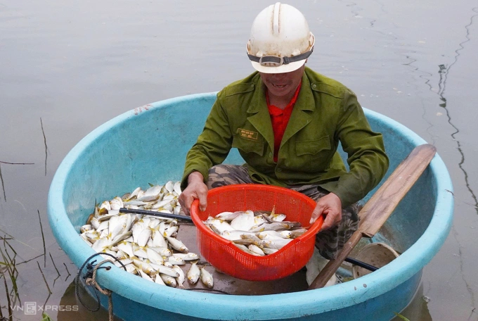 Cá mòi được ông Hào kéo rớ mang vào bờ bán. Ảnh: Đắc Thành