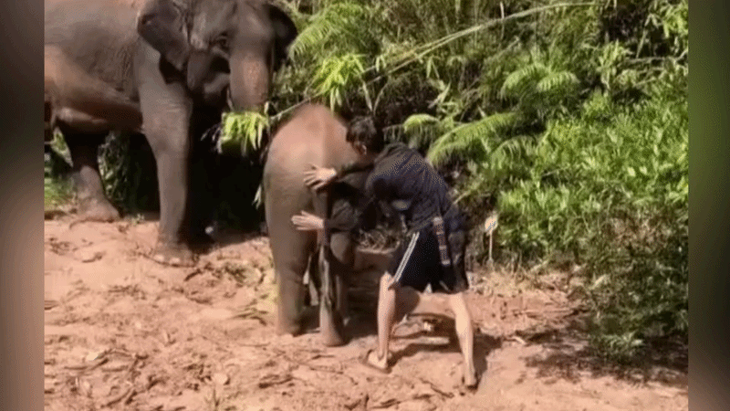Bị chàng trai vỗ mông, voi con quay lại trả đũa