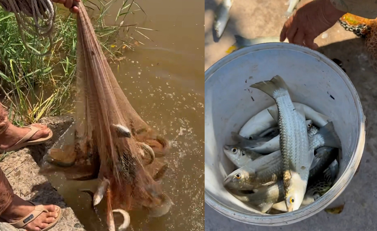 Quăng chài trúng mánh đàn cá đối