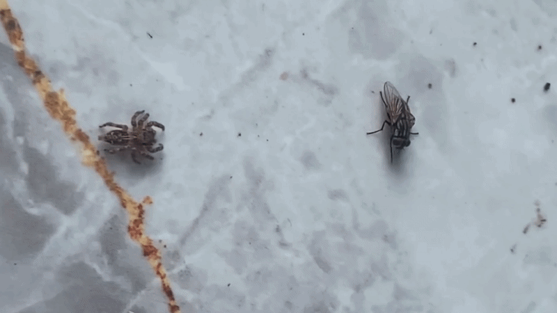 Nhện sói ra đòn thần tốc khiến ruồi 'bốc hơi'