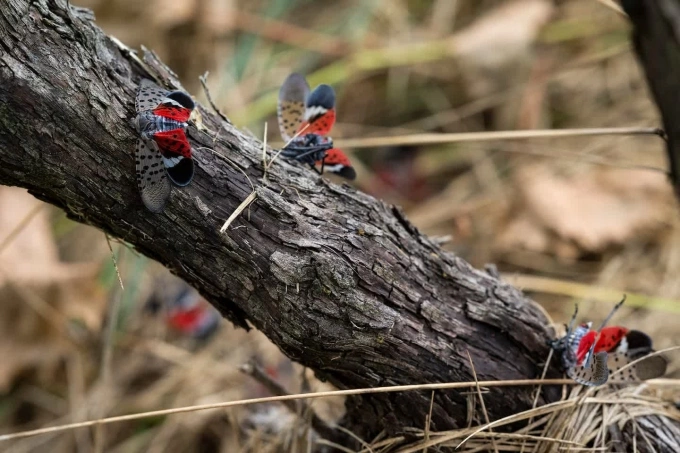 Xác những con rầy đèn lồng đốm tại một vườn nho ở Leesburg, Virginia, vào năm 2025. Ảnh: Washington Post