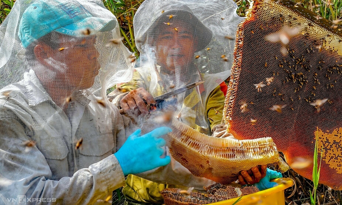 Theo chân thợ rừng gác kèo dẫn dụ ong mật làm tổ