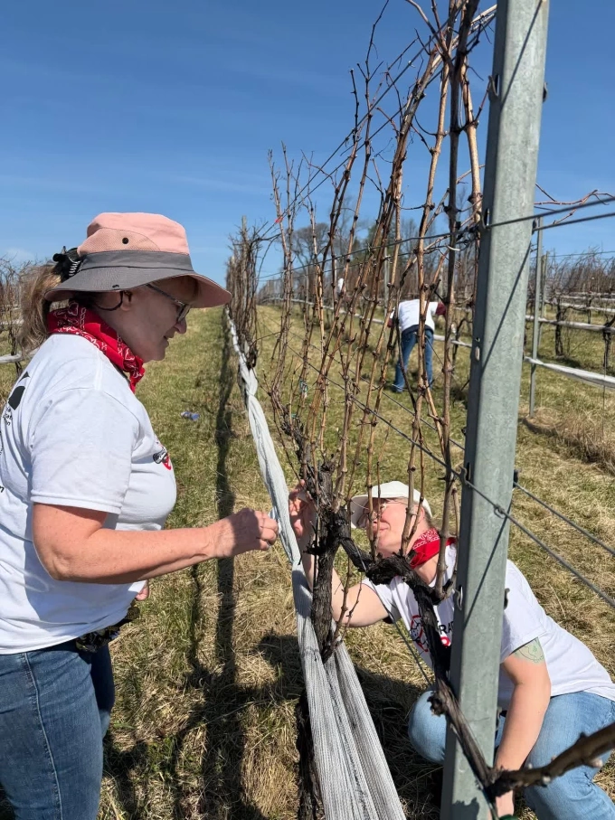 Deb Hollingsworth (bên trái) và con gái Jaime Akin đang cạo trứng rầy tại vườn nho Zephaniah ở Leesburg, Virginia. Ảnh: Washington Post