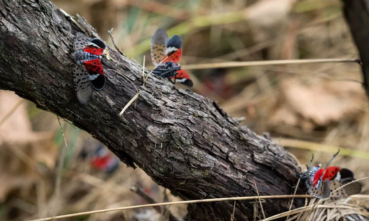 Loài rầy 'ma cà rồng' đe dọa các vườn nho ở Virginia