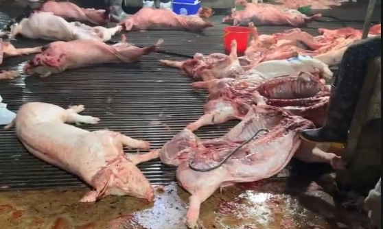 Bên trong lò mổ của Hiền tại Cơ sở giết mổ gia súc tập trung Vạn Phúc. Ảnh: Công an Hà Nội