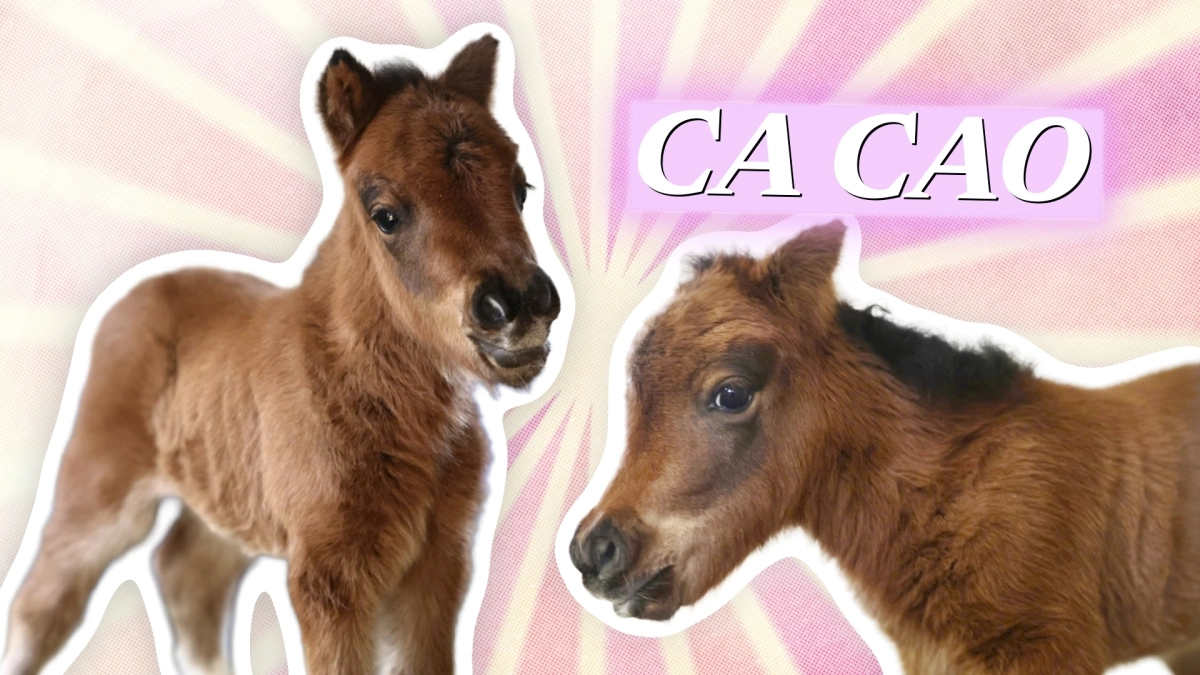 Ngựa lùn 'Ca Cao' vừa chào đời gây sốt ở Thảo Cầm Viên Sài Gòn