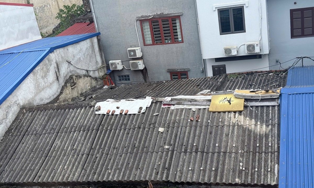 Bạn tìm được bao nhiêu 'boss mèo' trong bức ảnh này?