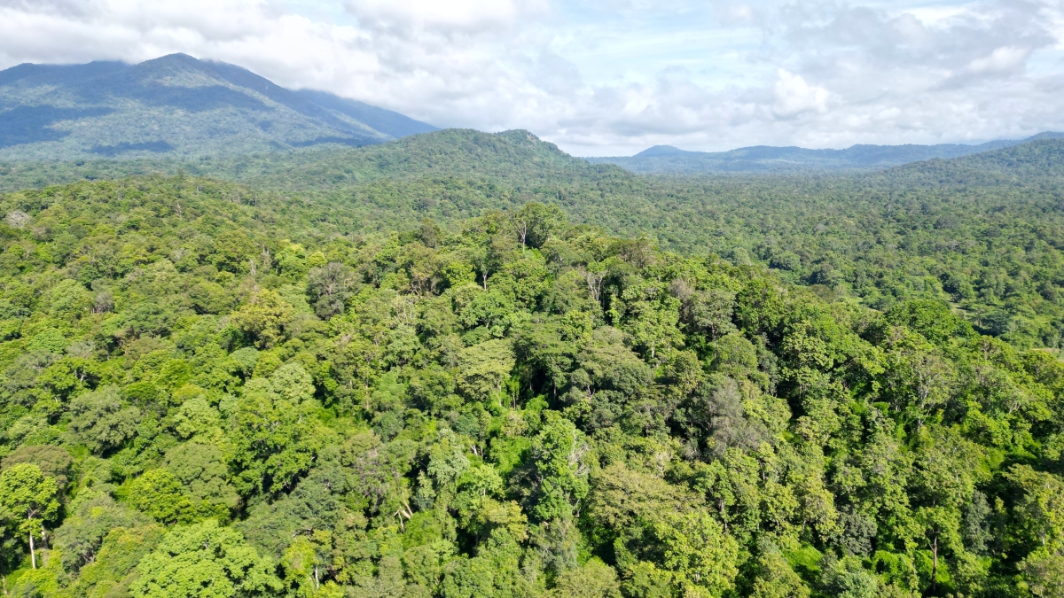 Cả nước có gần 15 triệu ha rừng, Lâm Đồng đứng đầu về diện tích