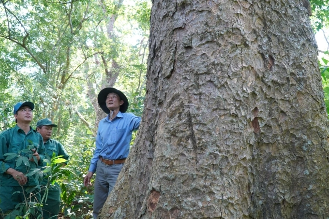 Rừng lim hơn 100 năm tuổi ở thôn Mỹ Thạnh 1, xã Hàm Thạnh, tỉnh Lâm Đồng. Ảnh: Việt Quốc