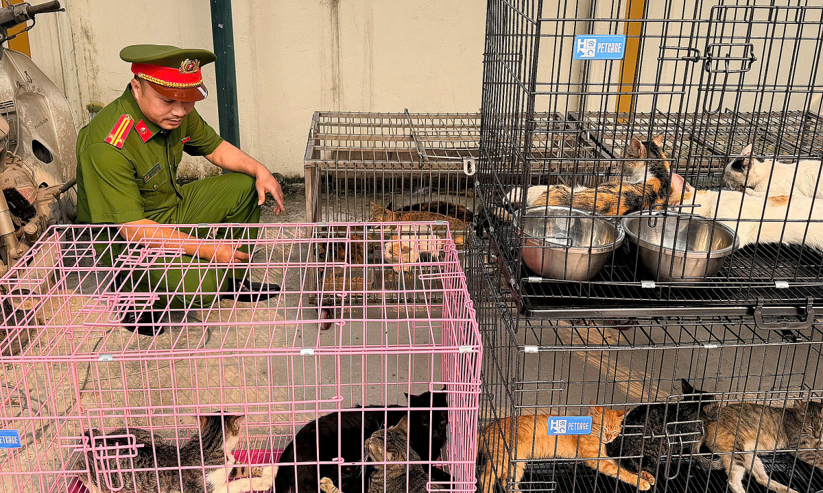 Đường dây trộm mèo bán làm thịt quy mô lớn bị phát hiện