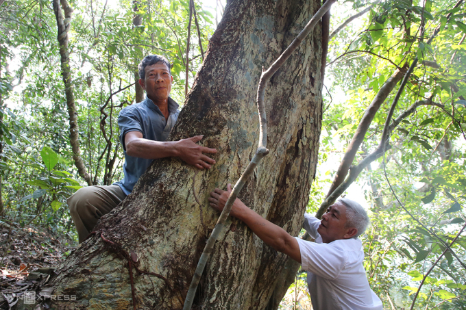 Một cây gỗ gõ hai người ôm không xuể. Ảnh: Đắc Thành
