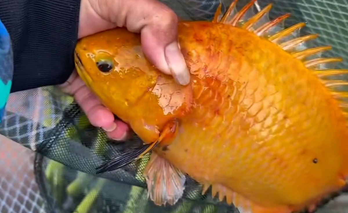 Thanh niên vui mừng vì câu được cá rô vàng