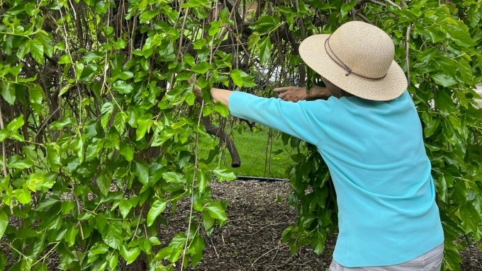 Người dân cắt tỉa cây ở bang Georgia, Mỹ. Ảnh: Augusta Chronicle