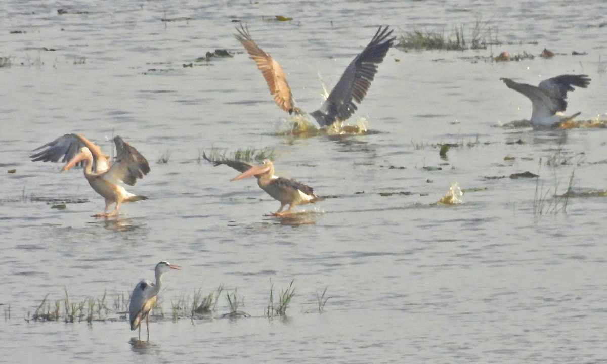 Đàn bồ nông quý hiếm về Vườn quốc gia Tràm Chim sau nhiều năm