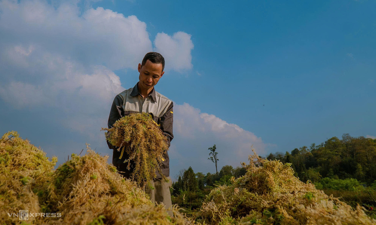 Trồng rêu trên núi cao hơn 2.000 m ở Y Tý