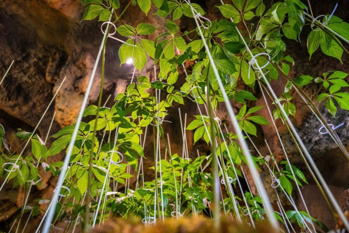 Cây sâm Ngọc Linh được trồng thử nghiệm tại Gia Lai. Ảnh: Trọng Đạt