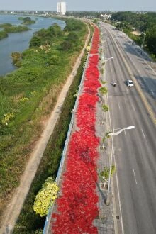 Con đường 9 km đỏ rực ớt ở Quảng Ngãi