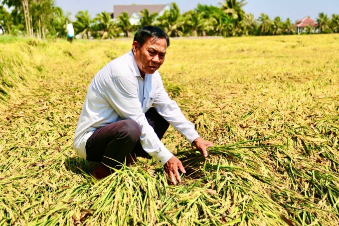Ông Mạnh bên thửa ruộng đã quá ngày thu hoạch song không thể thuê máy cắt. Ảnh: Nguyễn Khánh