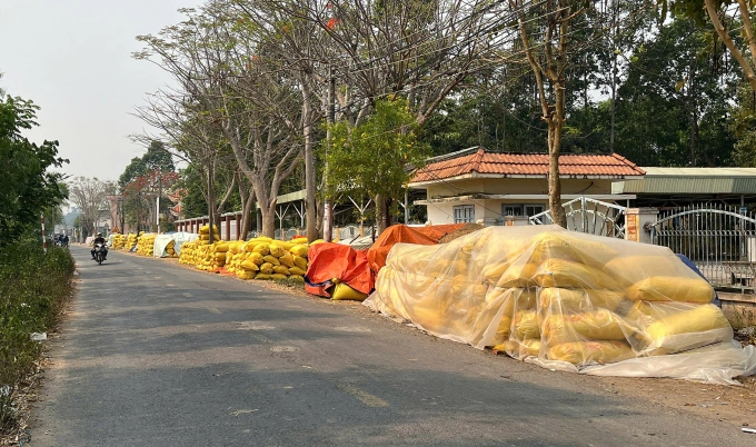 Hàng nghìn bao nếp của nông dân xã Long Khánh tiêu thụ chậm, hao hụt nhiều do thời tiết. Ảnh: Ngọc Tài