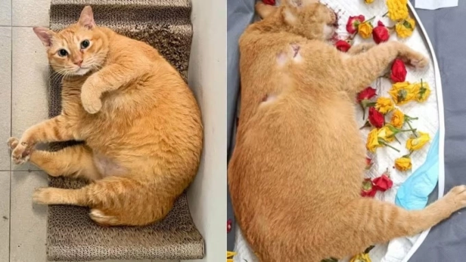 Một trong 6v chú mèo bị tan hành hạ sống trong chung cư nơi tan giao đồ ăn, đã tử vong sau khi bị hành hạ và ném từ tầng 34. Ảnh: CNA