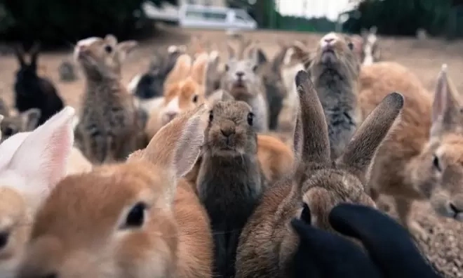 Hòn đảo thỏ đông hơn người ở nước nào?