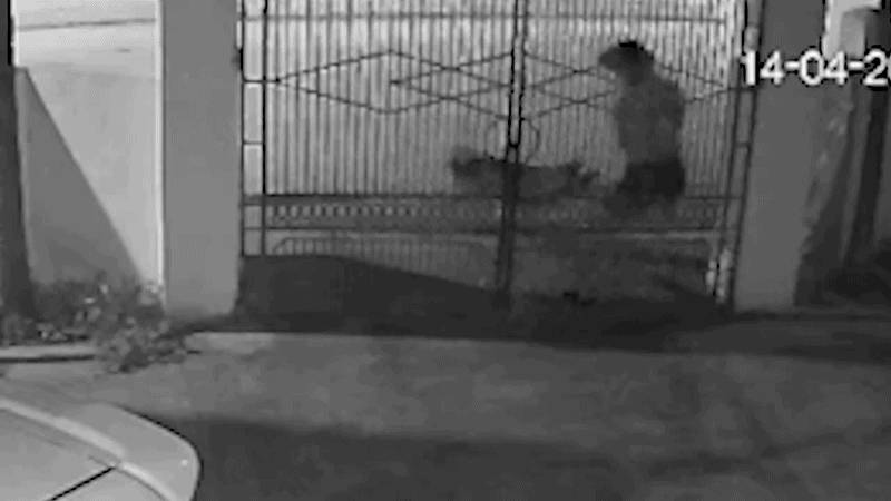 Chó tấn công người đi tập thể dục, 2 người nhập viện