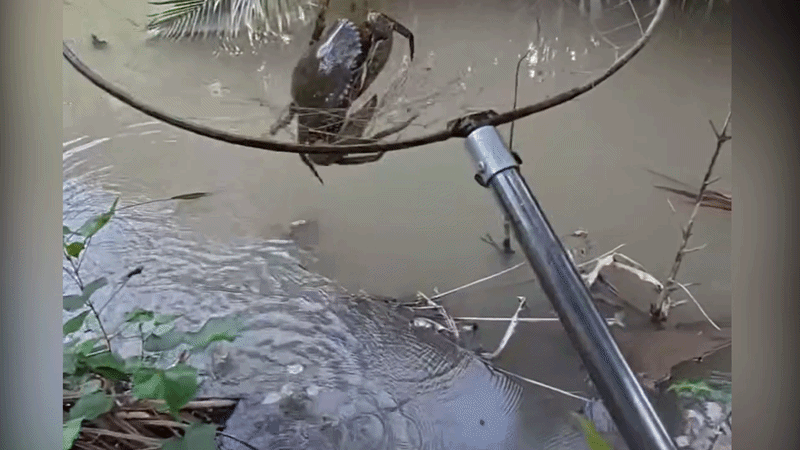 Thanh niên kêu trời vì câu được cua biển khổng lồ