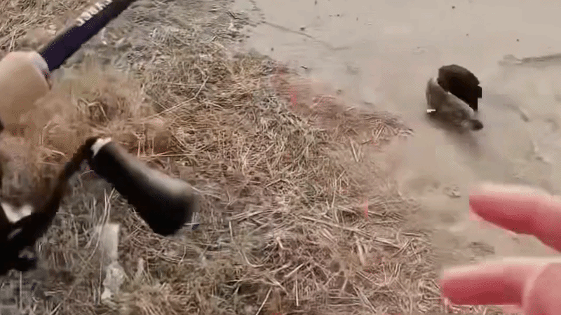 Tóm gọn 'cá lóc hugo' từ bãi cỏ ven đê