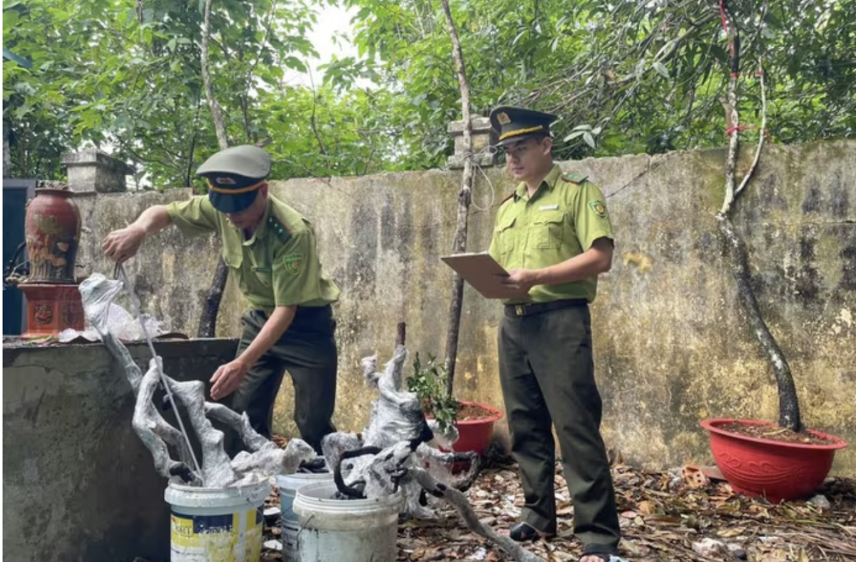 Đưa muội hồng trở lại rừng