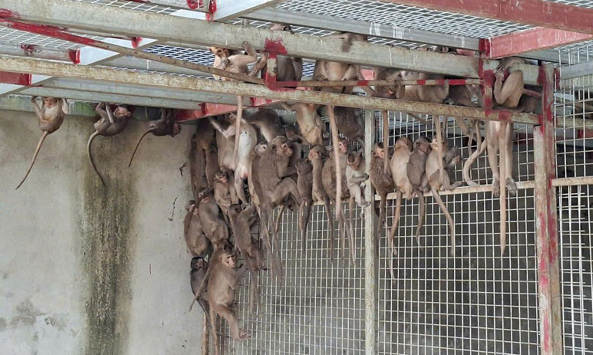 Hơn 180 con khỉ trong xe khách chất đầy động vật quý hiếm