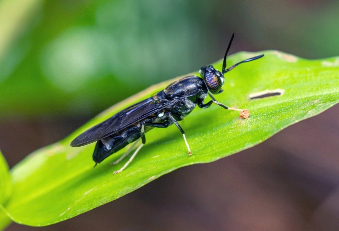 Ruồi lính đen được Entobel nuôi và biến thành bột protein côn trùng. Ảnh: Entobel