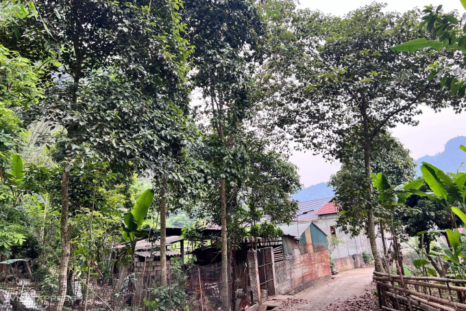 Những cây nghiến mọc sát bìa rừng là tài sản của rừng, cạnh vườn nhà dân nhưng không bị xâm phạm bởi quy ước cộng đồng đặt ra. Ảnh: Hồng Chiêu