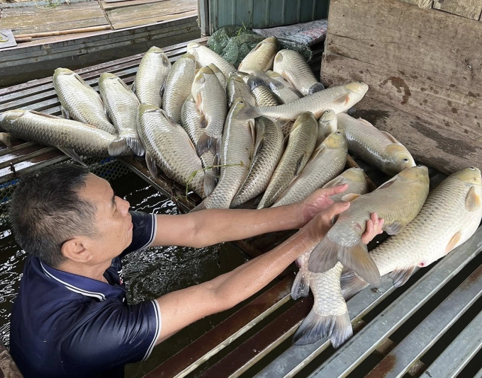 Người dân xã Anh Sơn gom cá chết đi tiêu hủy, ngày 4/5. Ảnh: Duy Thành