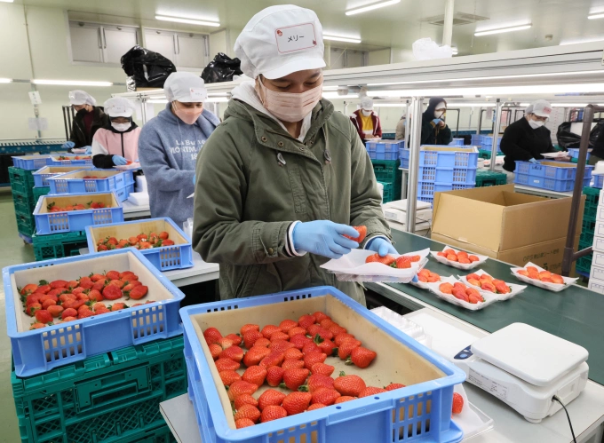 Công nhân đóng gói dâu tây tại một cơ sở ở thị trấn Oki, tỉnh Fukuoka, Nhật Bản tháng 1/2025. Ảnh: AFP