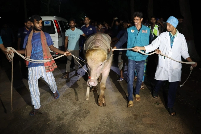 Con trâu được đưa tới vườn thú ở Dhaka ngày 27/5. Ảnh: AFP
