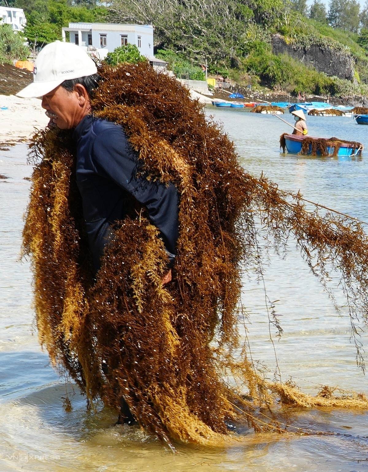Mùa gặt rong mơ ở biển Quảng Ngãi Mùa gặt rong mơ ở biển Quảng Ngãi