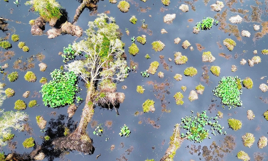 300 hectares of forest collapse in UNESCO reserve in Vietnam's Mekong Delta