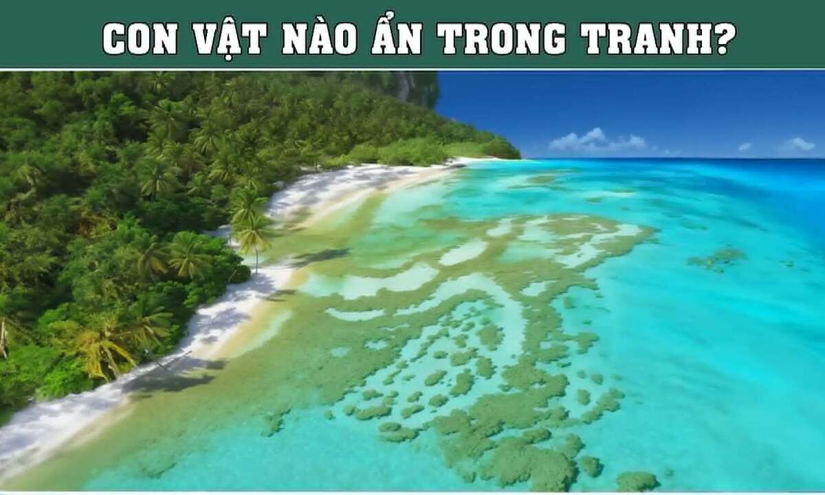 Con vật nào đang ẩn mình trên bãi biển?