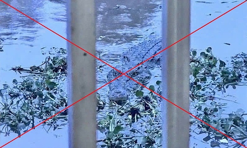 Mother fined after sharing daughter's AI-generated crocodile image, believing it was real
