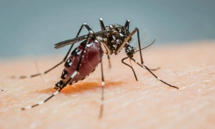 Female Aedes albopictus mosquito prepares to suck blood. Photo: Pablo Cabrera/CDC