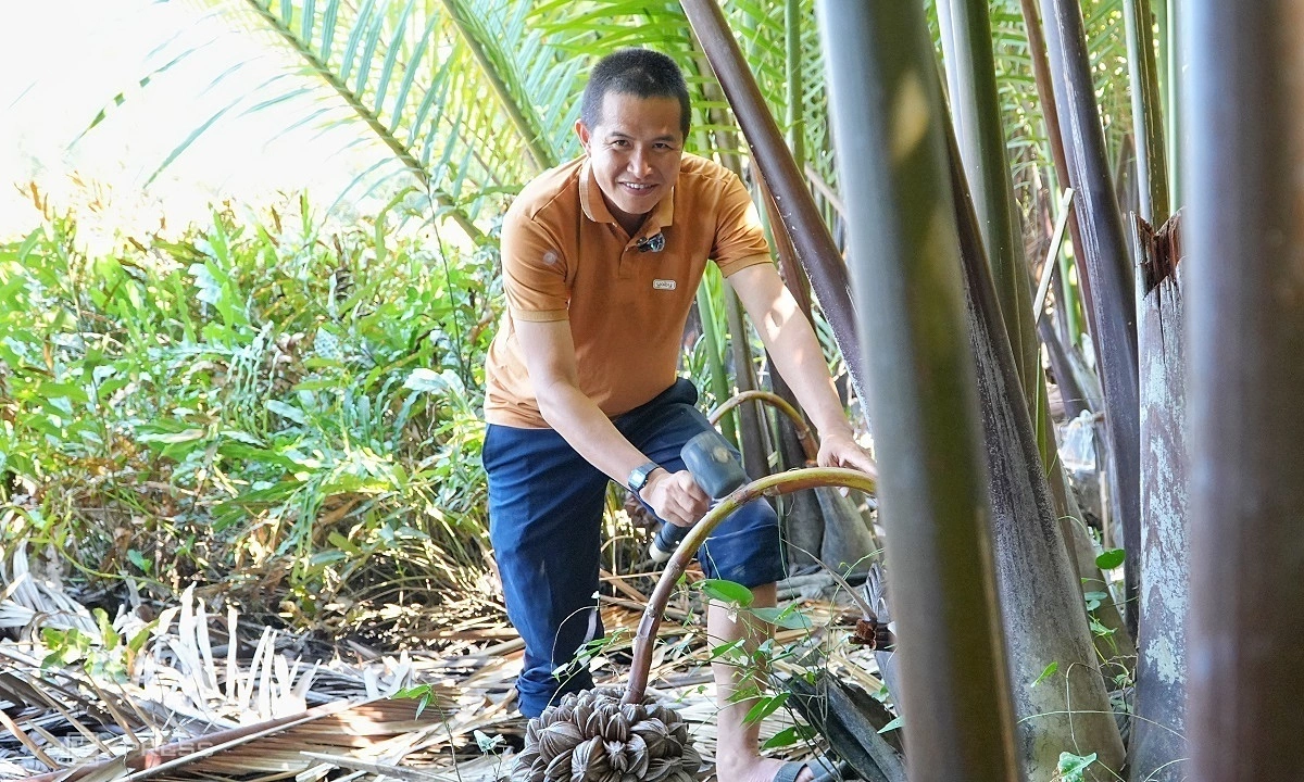 'Massage' dừa nước lấy mật bên bờ biển Mỹ Khê