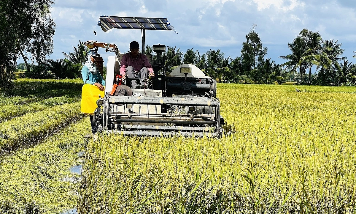 Doanh nghiệp còn nợ nông dân Cà Mau hơn 11 tỷ đồng tiền lúa