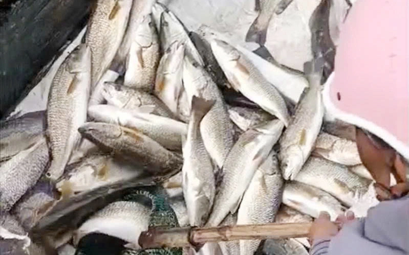 Hơn 22 tấn cá lồng bè trên sông Hiếu chết bất thường