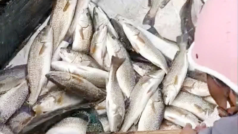 Hơn 22 tấn cá lồng bè trên sông Hiếu chết bất thường
